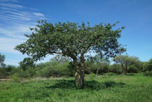 Bottle tree (Chorisia insignis) at a typical savannah, Gran Chaco, Paraguay